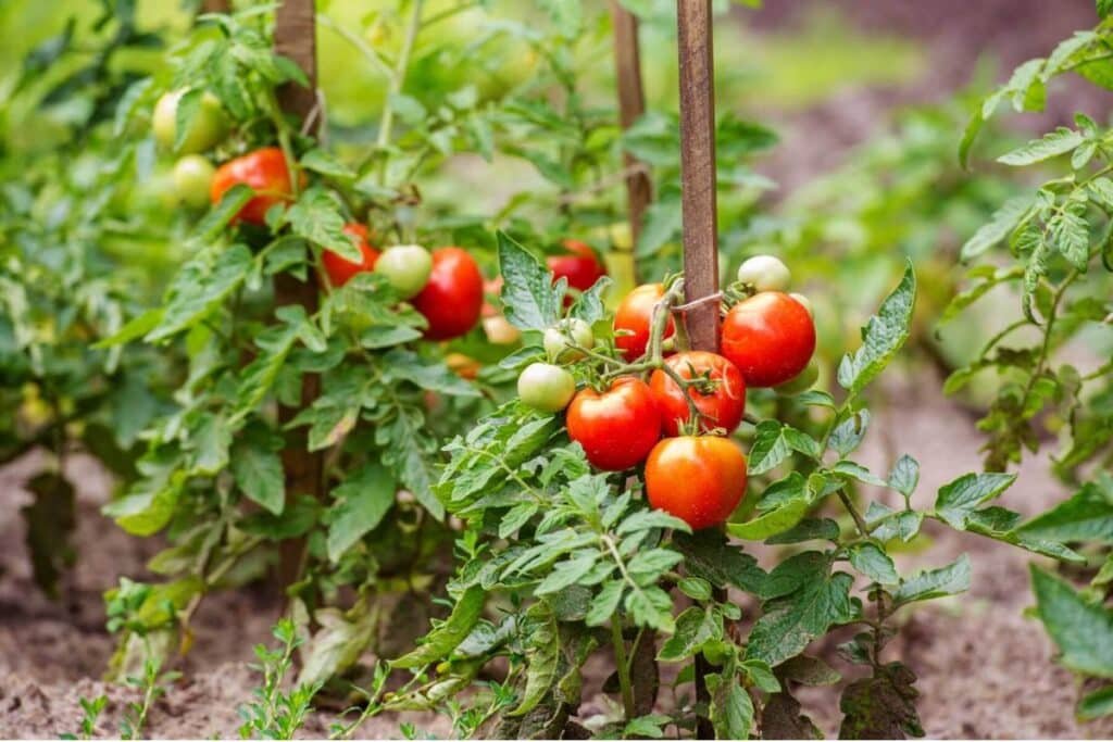 backyard tomato farming