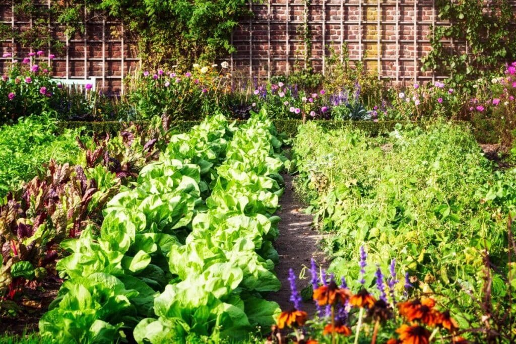 gardening in backyard