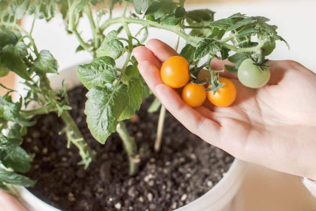 how to grow tomatoes at home