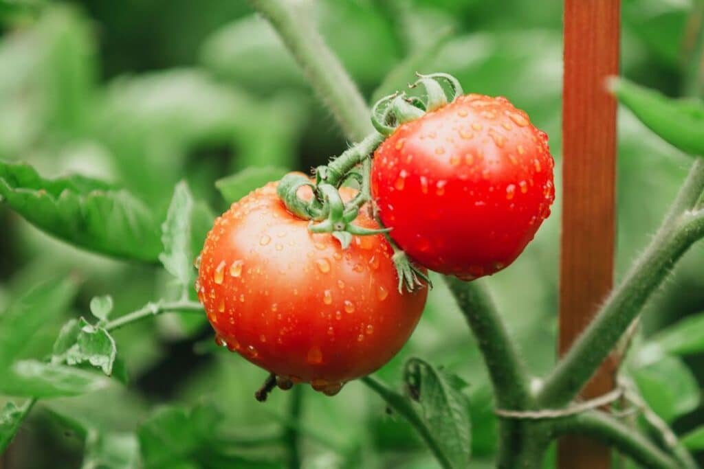 how often to water tomatoes plants

how often to water tomatoes in hot weather