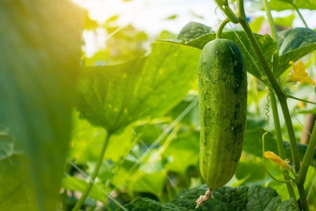 plant cucumber plants