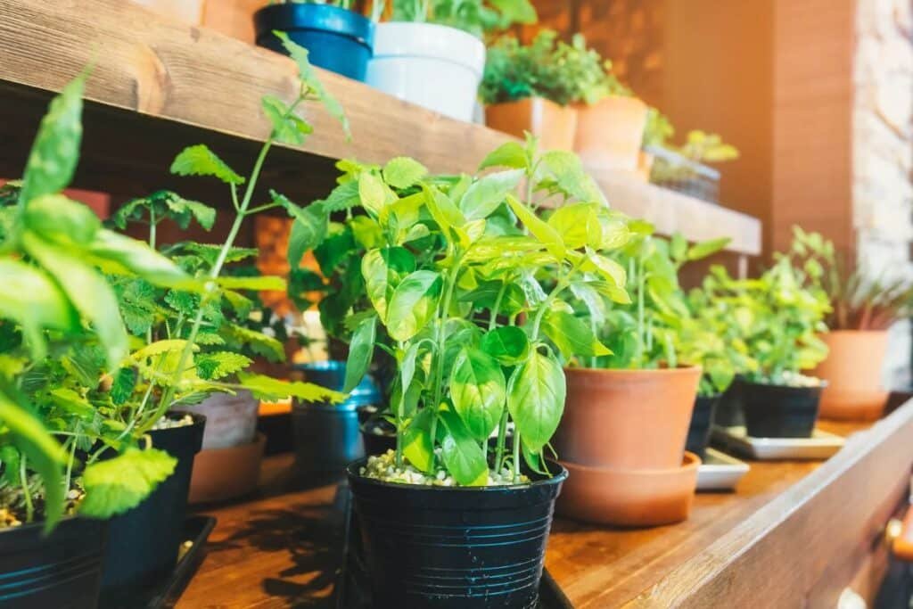 indoor vegetable gardening