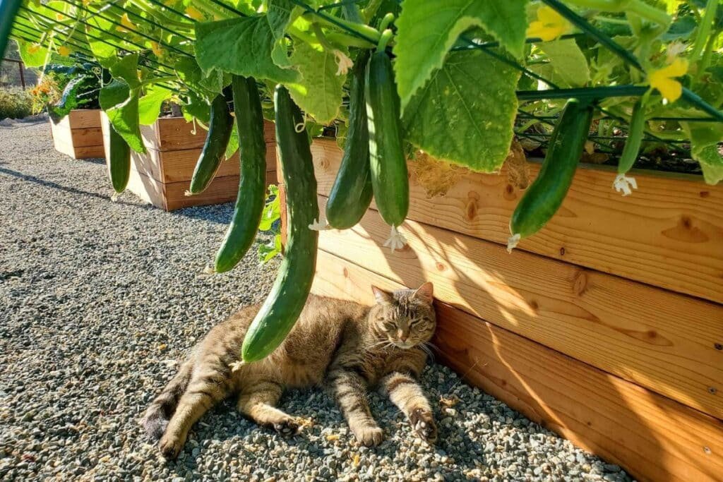 tips to grow cucumbers