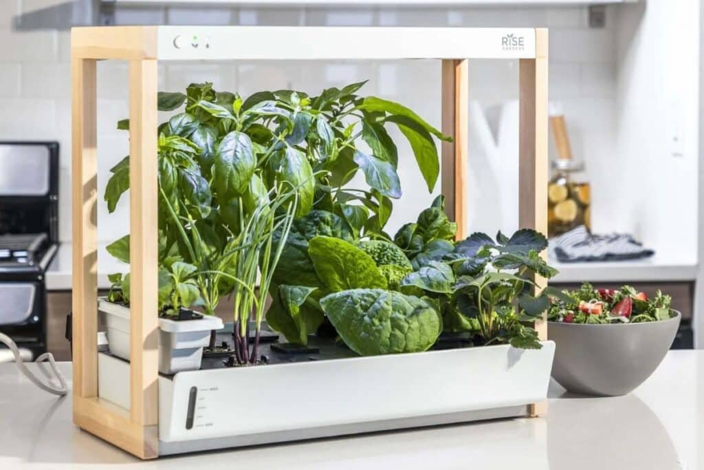 growing vegetables indoors for beginners