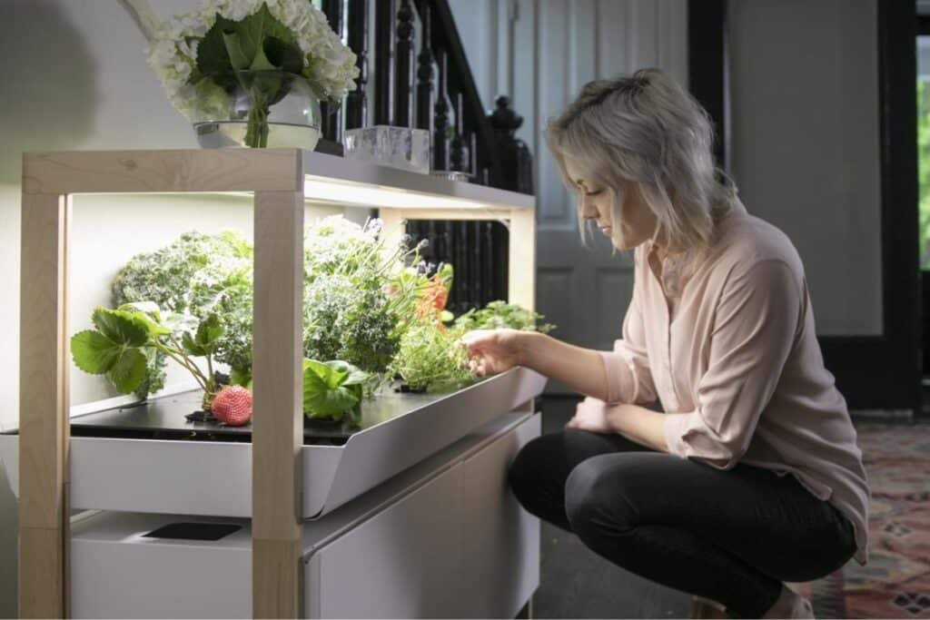 growing vegetable plants indoors