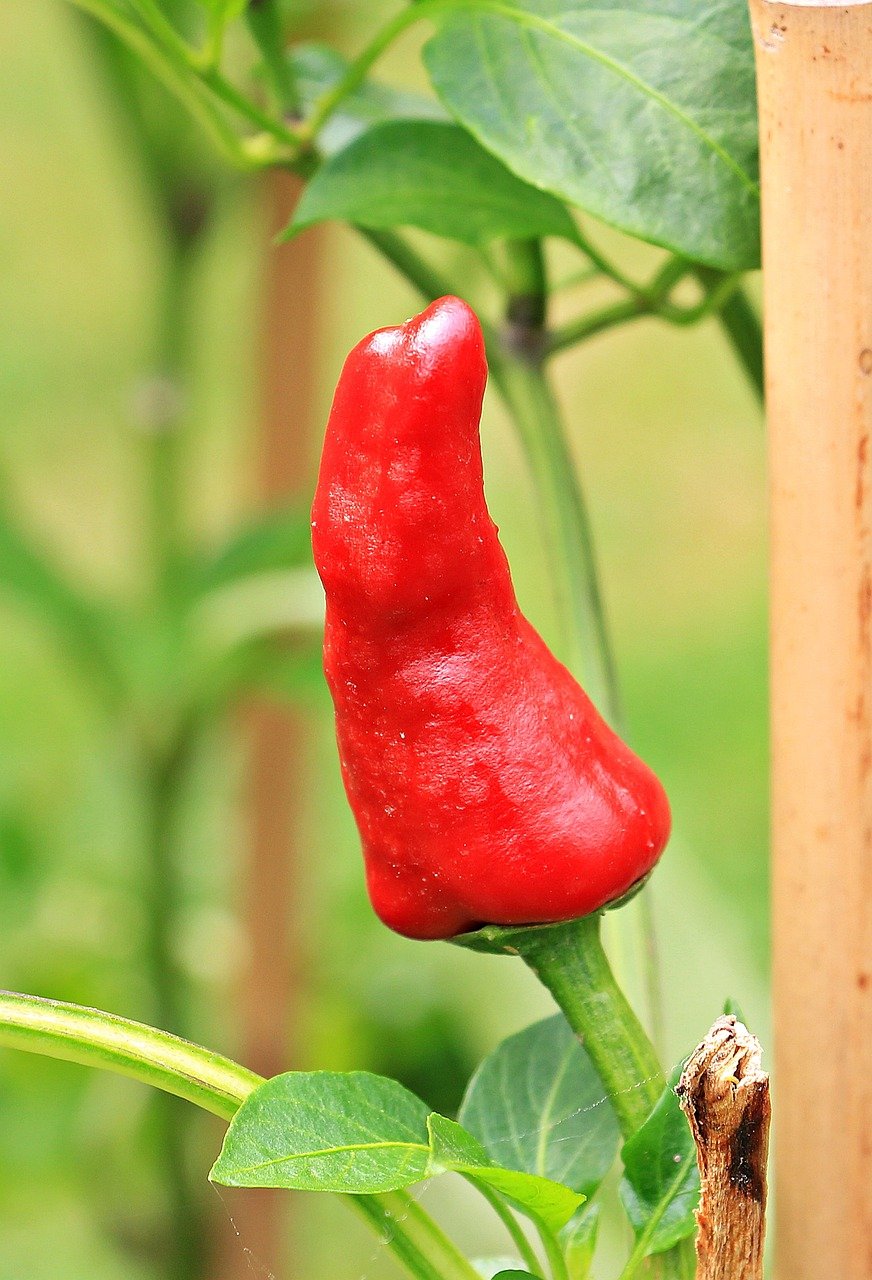 Bell pepper tree with bell pepper