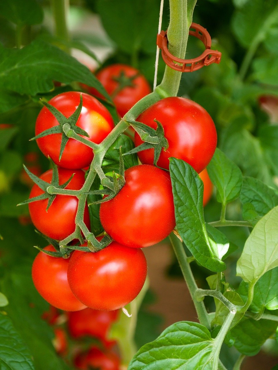 Tomatoes are hanging in plants