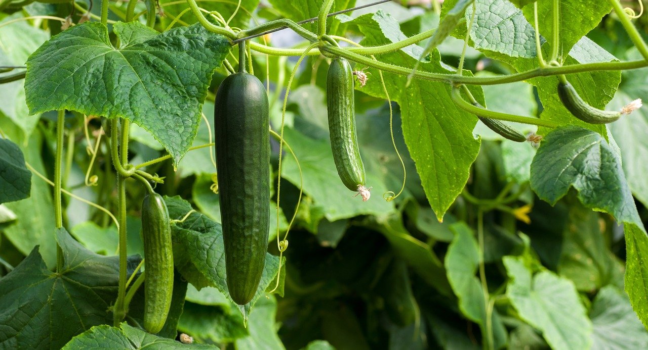 Cucumber plants with multiple cucumber 