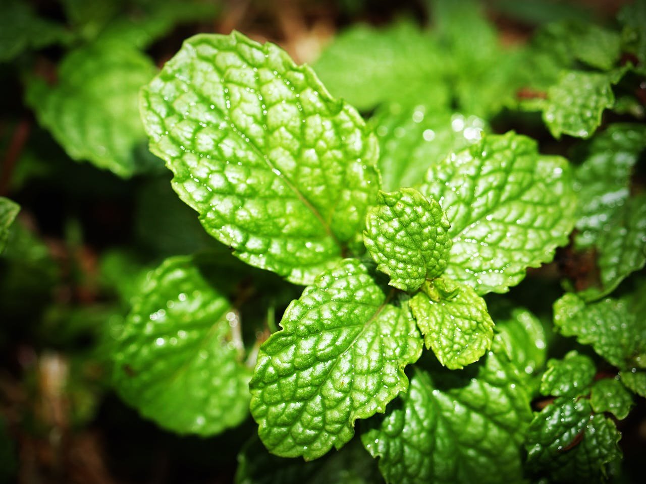 Mint tree with green leaves 