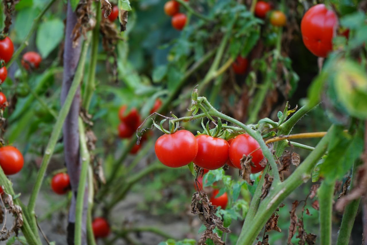 Tomato plants with lot of red tomatoes in plants   