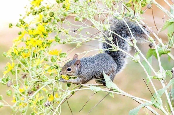 Squirrels eats fruit in a tree