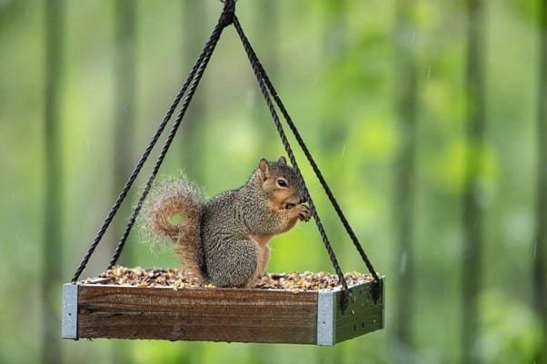 a squirrels is feeding in a hanging place