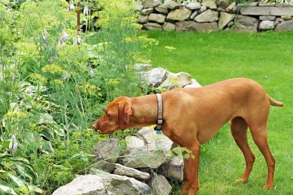 a dog is patrolling in the garden to protect garden from squirrels.