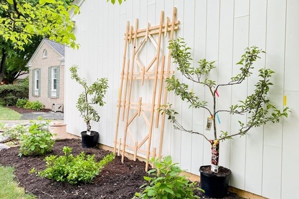 garden with small trees with a support system for trees