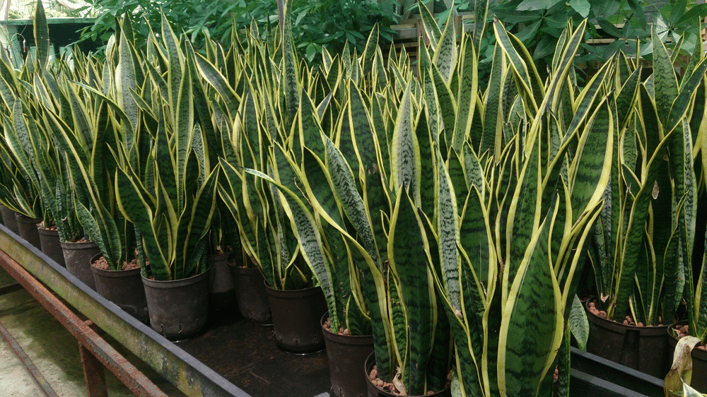 Snake plants (Sansevieria) are known for their tall, stiff leaves edged in yellow representing Best Indoor Plants for Clean Air.