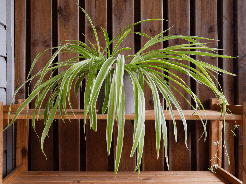 Spider plant with plantlets and flowers.