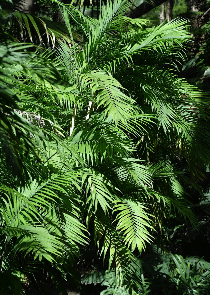 Chamaedorea seifrizii kz01