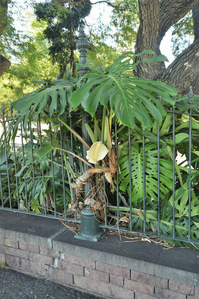 Monstera (Swiss Cheese Plant) – Monstera deliciosa